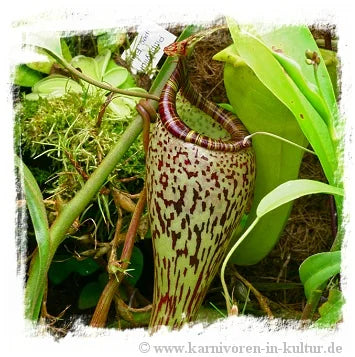 Nepenthes vogelii {seedgrown individuals, Gunung Murud Range, Sabah, Borneo, 1300 m} [BCP ID# N1996, 1997, 2004] / 1株の苗, サイズ 3-6 cm 大森食虫植物農園