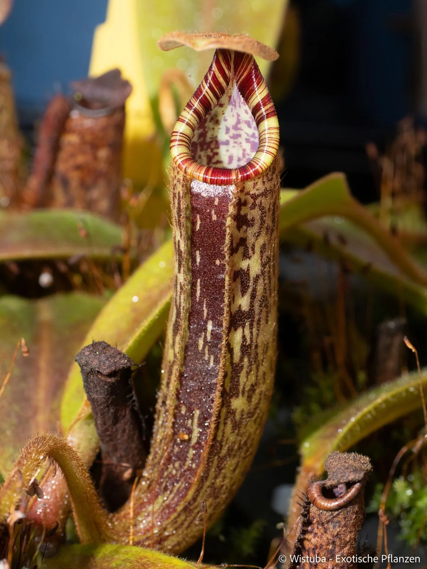 Nepenthes vogelii x mollis 大森食虫植物農園