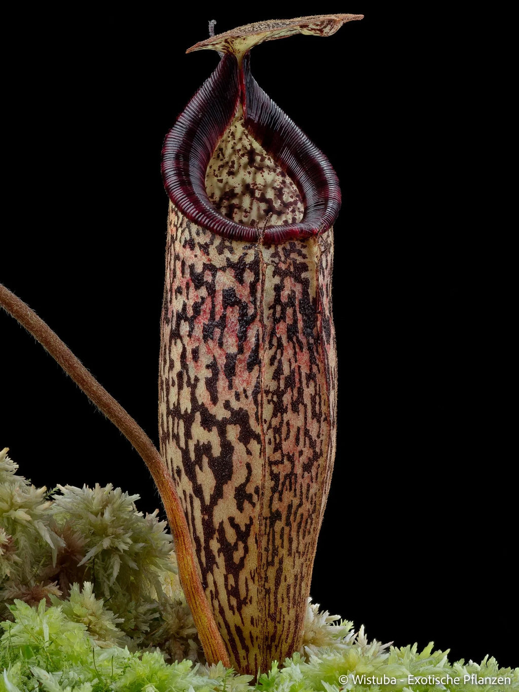Nepenthes vogelii x talangensis 大森食虫植物農園