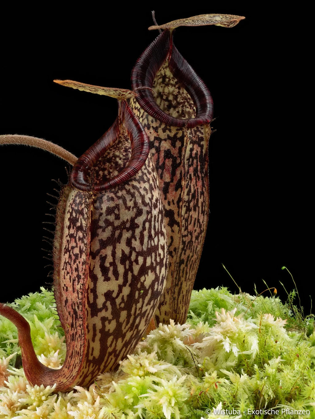 Nepenthes vogelii x talangensis 大森食虫植物農園