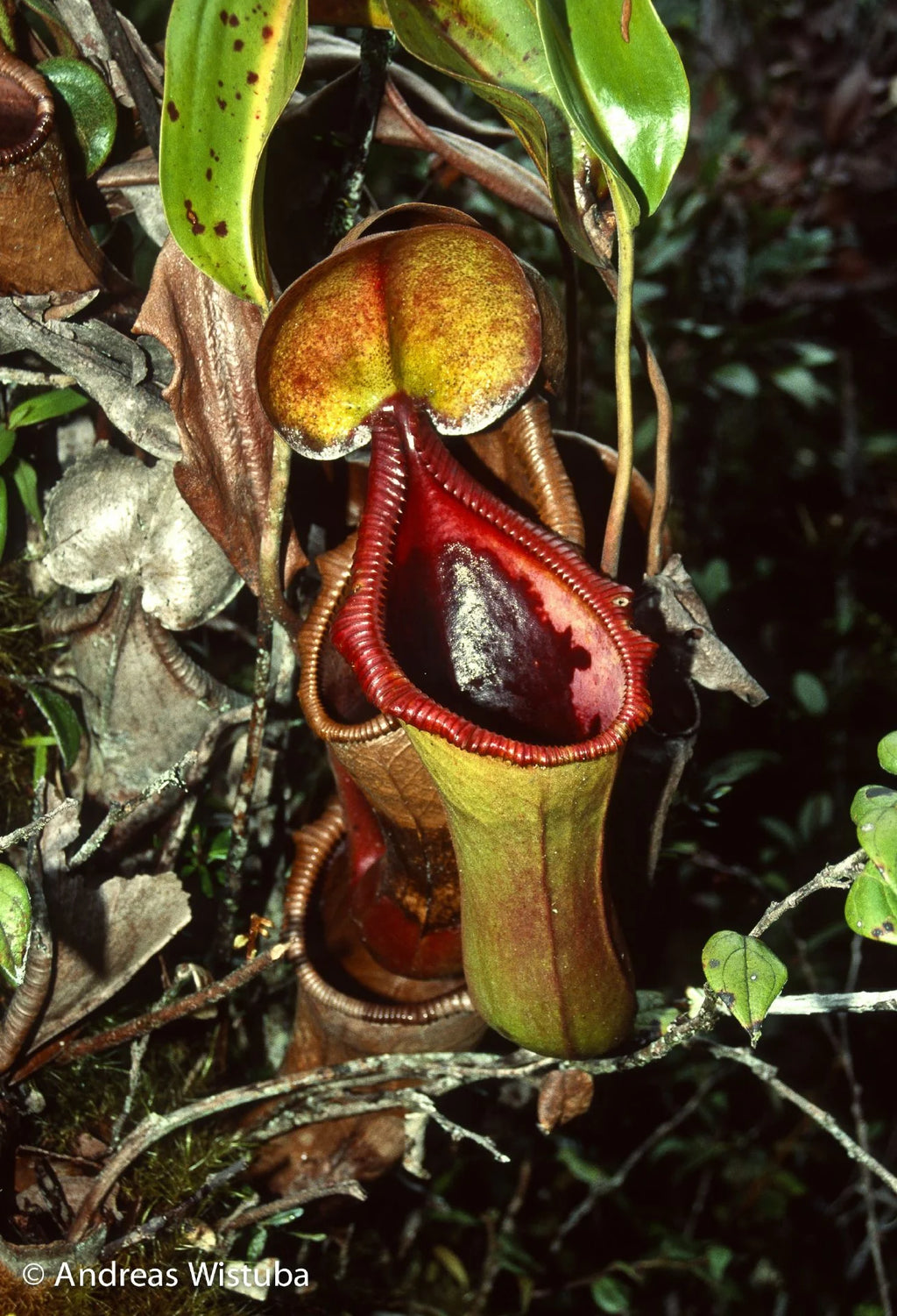 Nepenthes x Trusmadiensis (G. Trusmadi, Borneo) 大森食虫植物農園