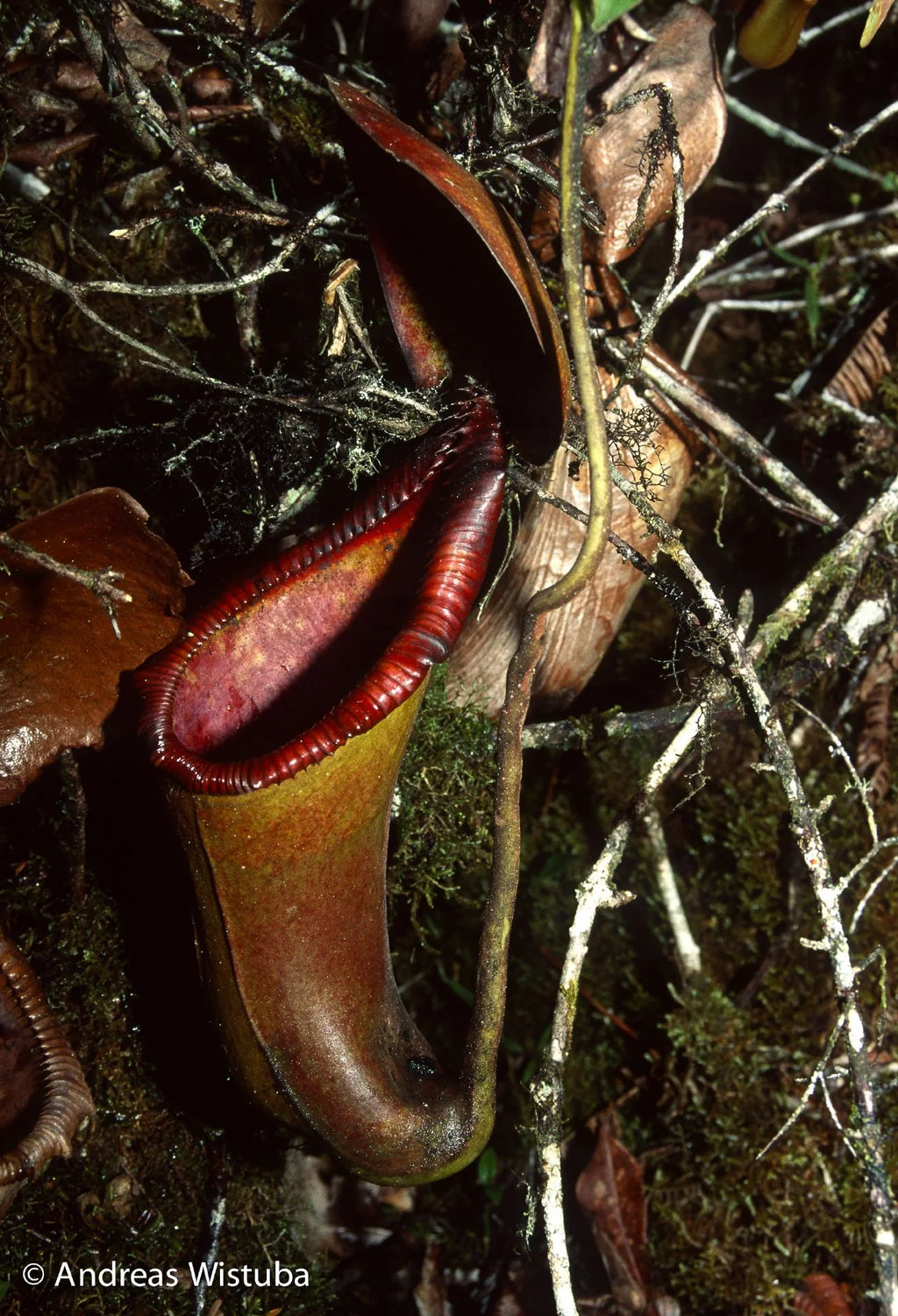 Nepenthes x Trusmadiensis (G. Trusmadi, Borneo) 大森食虫植物農園