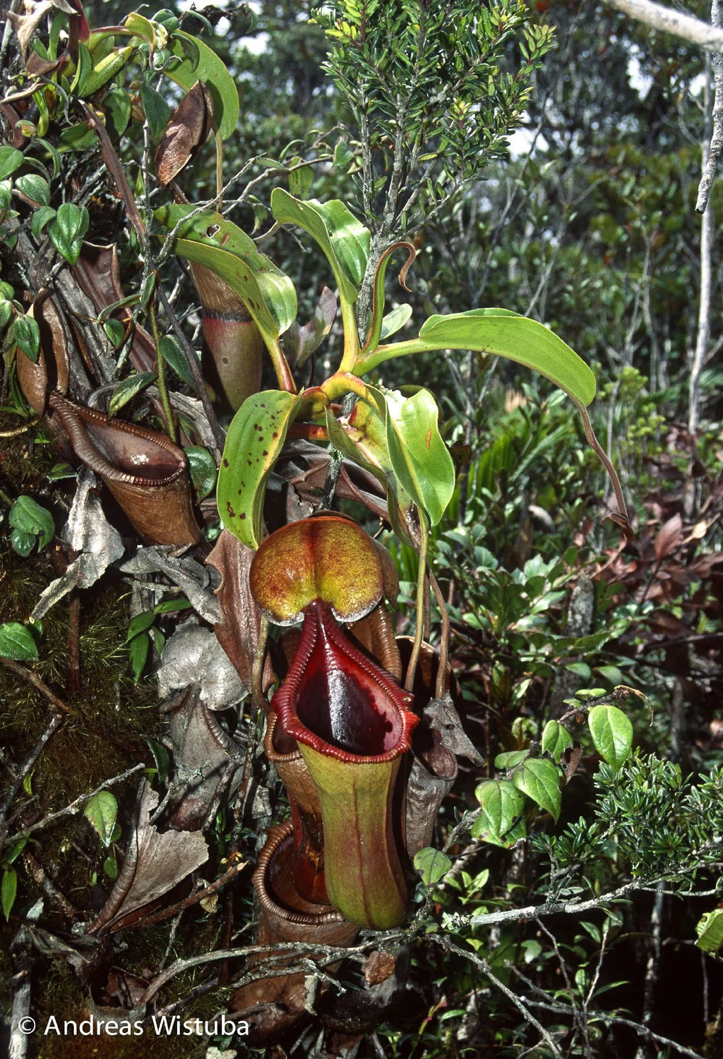 Nepenthes x Trusmadiensis (G. Trusmadi, Borneo) 大森食虫植物農園