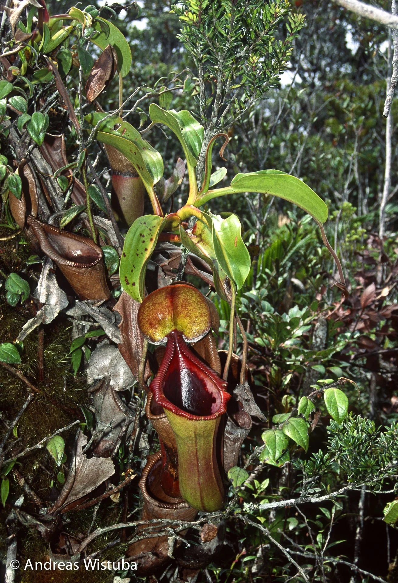 Nepenthes x Trusmadiensis (G. Trusmadi, Borneo) 大森食虫植物農園