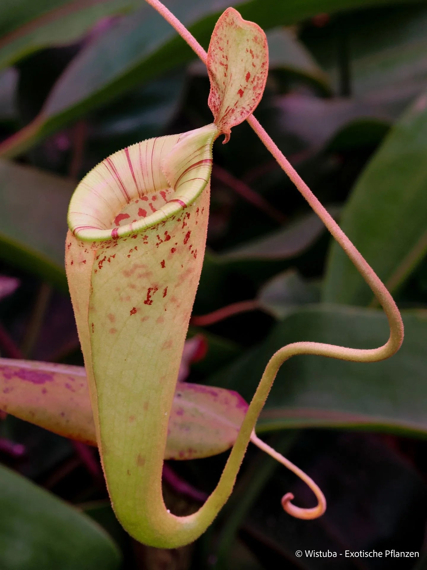 Nepenthes x hookeriana 大森食虫植物農園