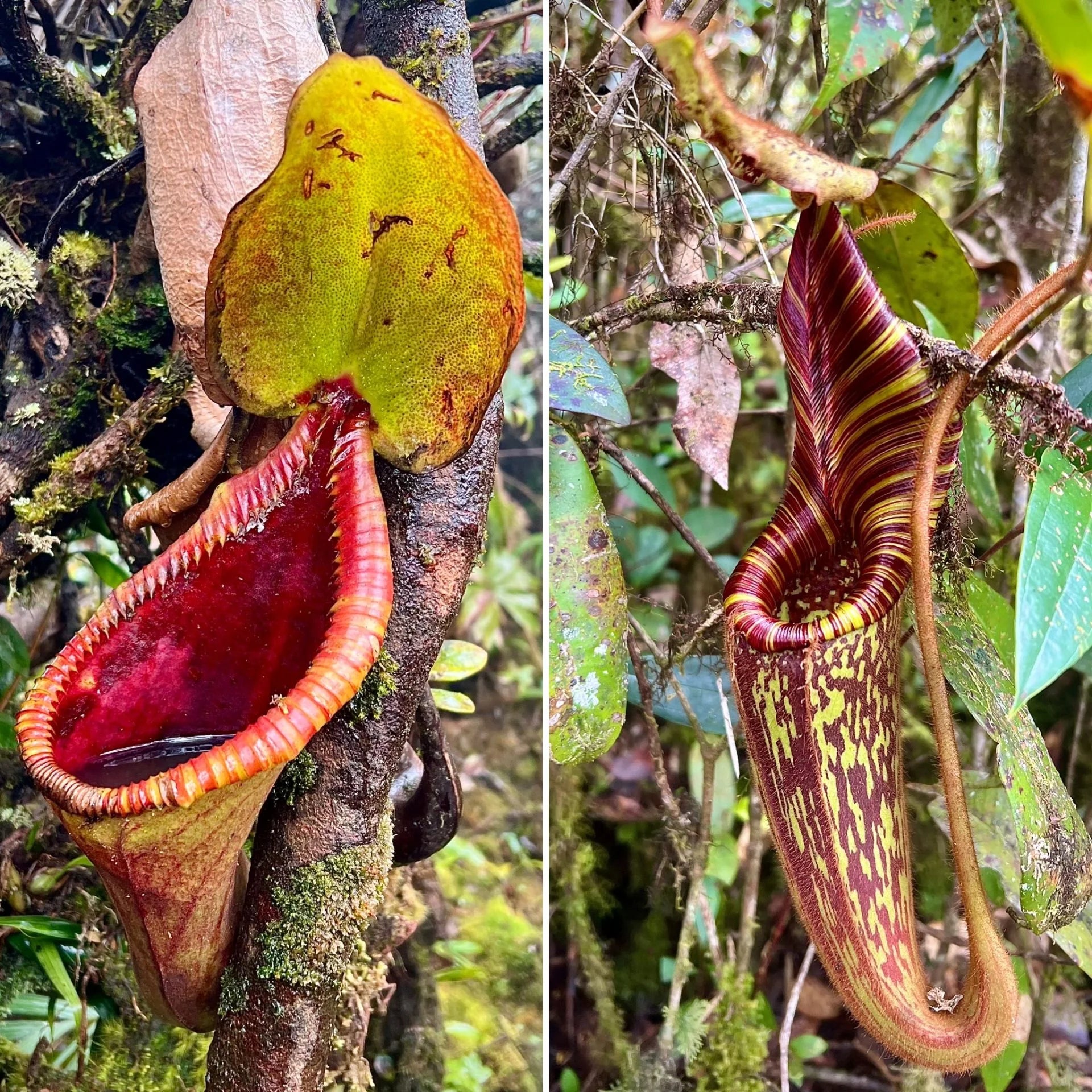 Nepenthes x trusmadiensis x mollis 大森食虫植物農園