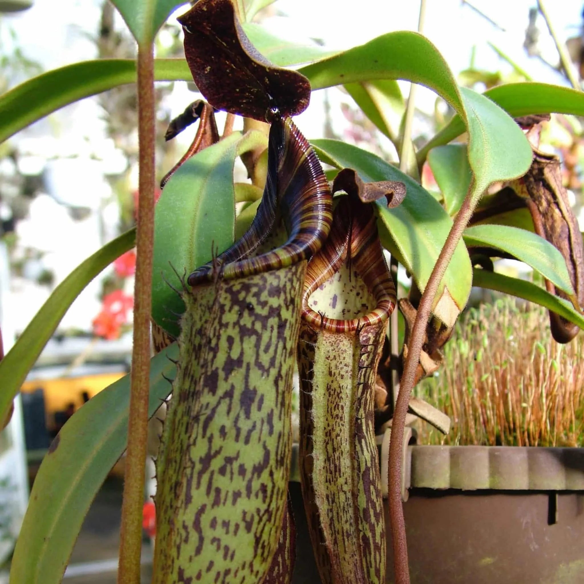 Nepenthes zakriana (fusca), Tambunan Road, 15-20 cm 大森食虫植物農園