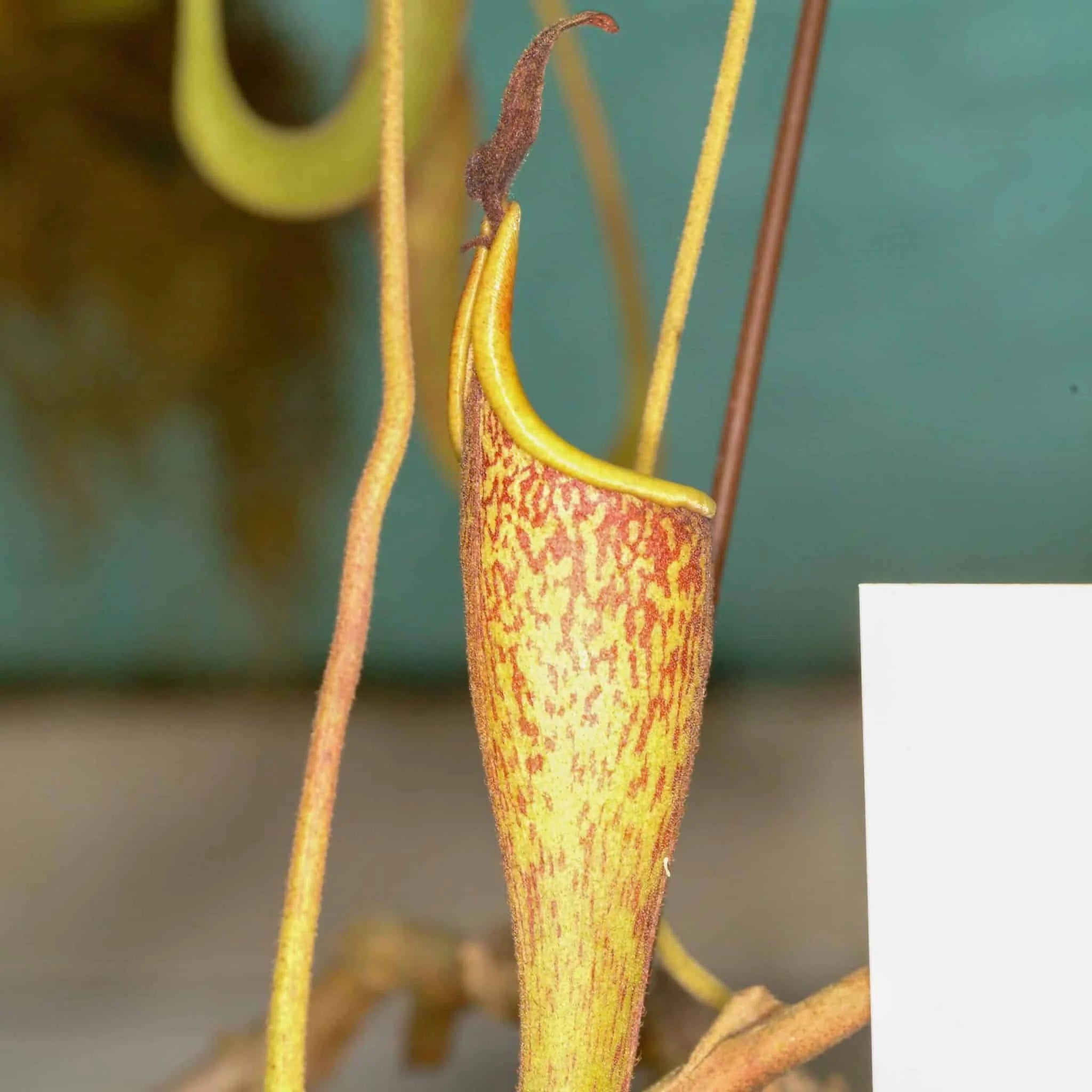 Nepenthes zakriana (fusca), Tambunan Road, 15-20 cm 大森食虫植物農園