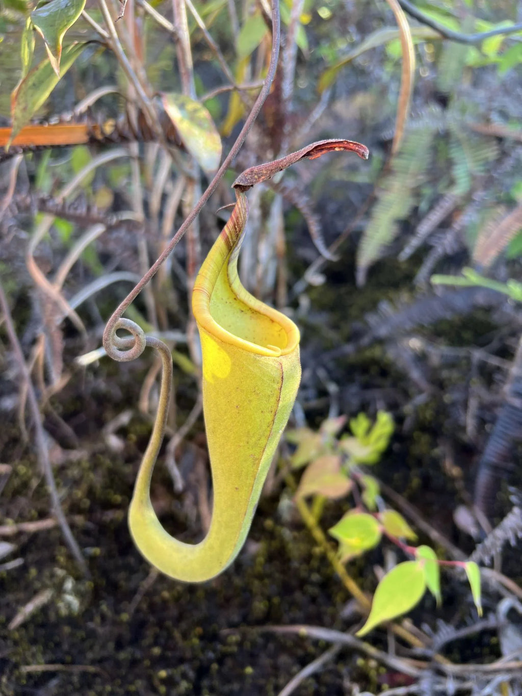 Nepenthes zakriana (was N. fusca) (Tambunan Road) 大森食虫植物農園