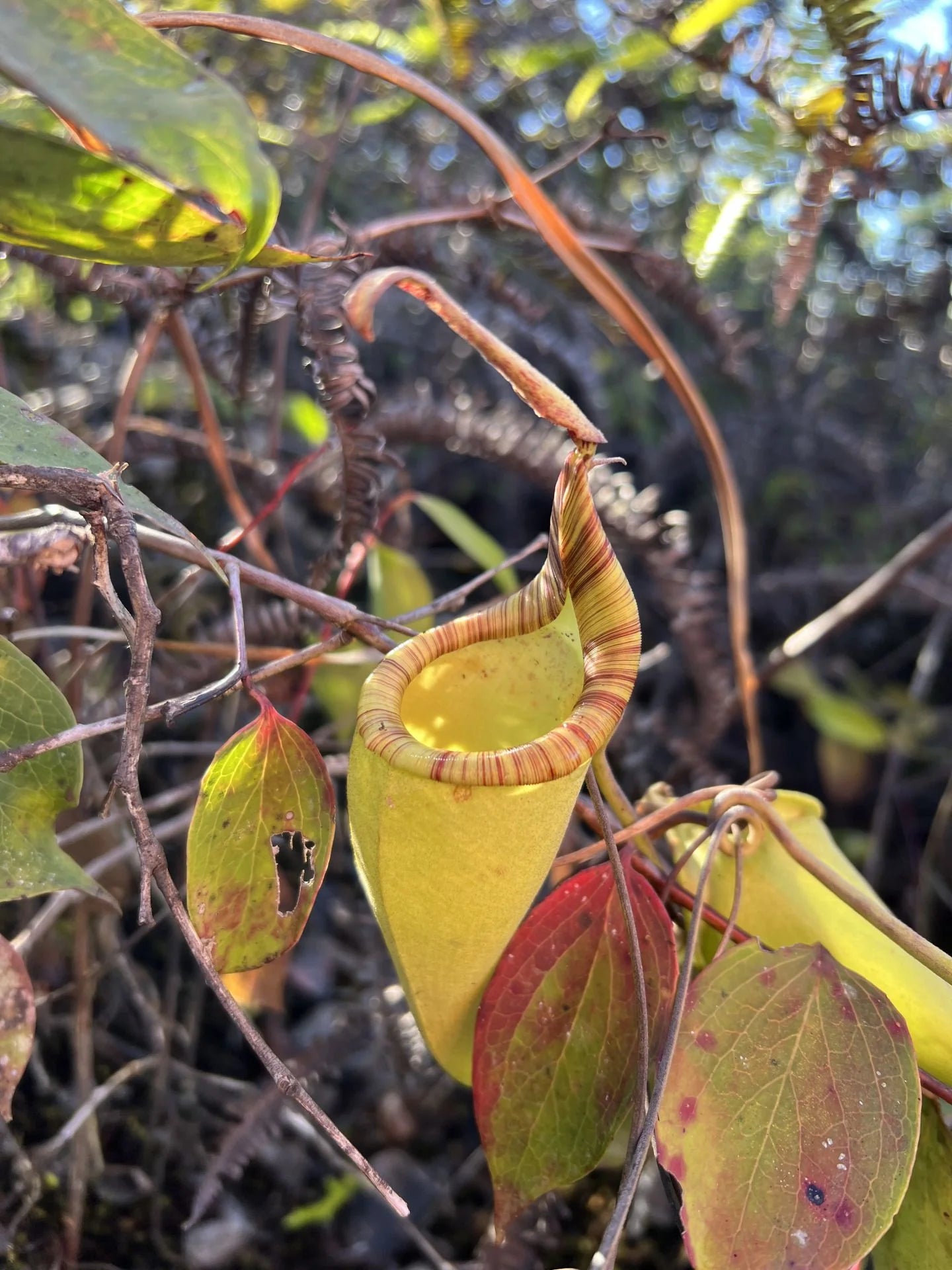 Nepenthes zakriana (was N. fusca) (Tambunan Road) 大森食虫植物農園