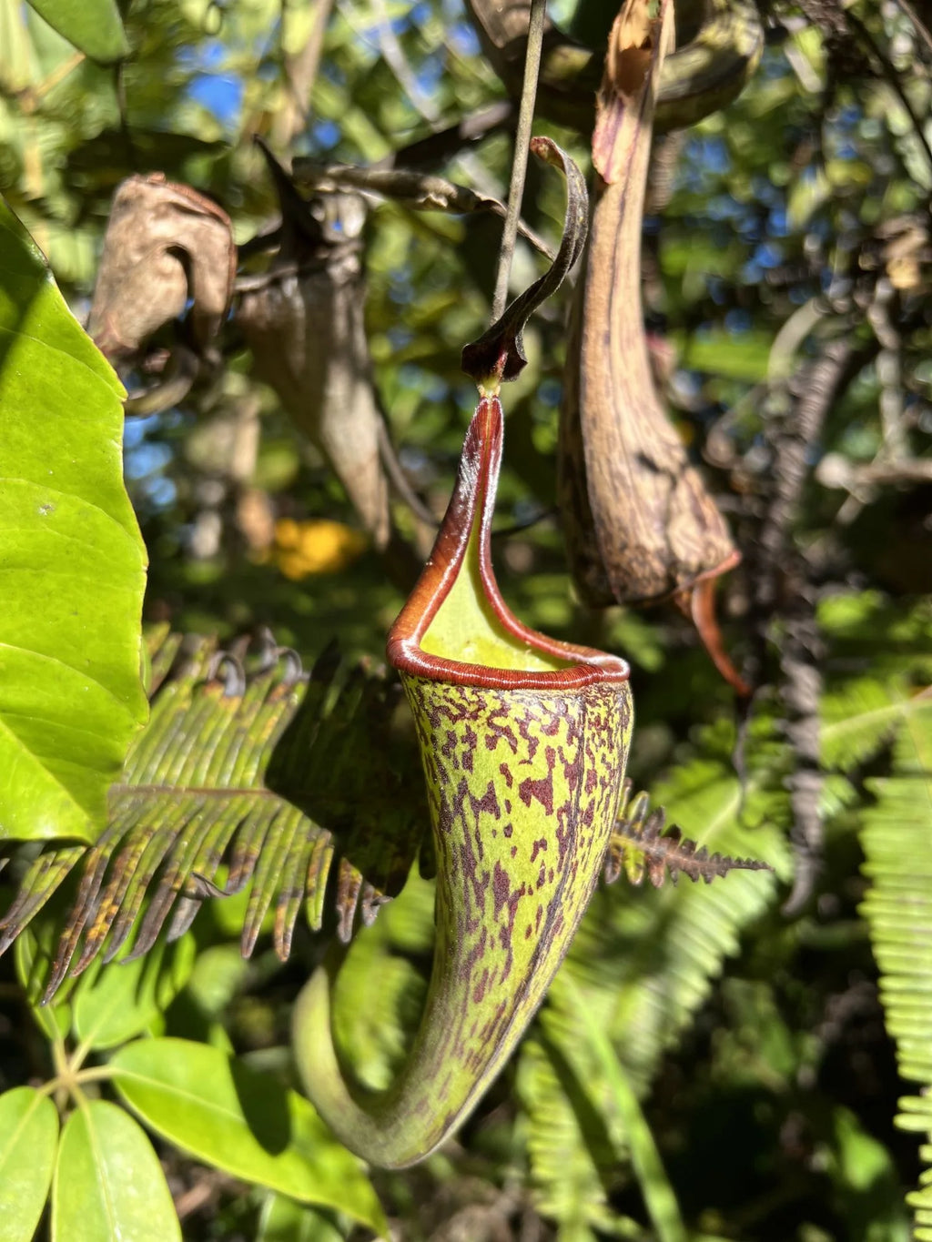 Nepenthes zakriana (was N. fusca) (Tambunan Road) 大森食虫植物農園