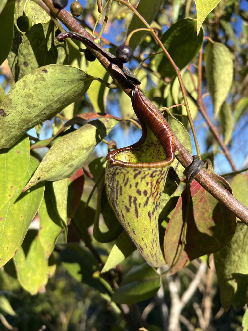 Nepenthes zakriana (was N. fusca) (Tambunan Road) 大森食虫植物農園