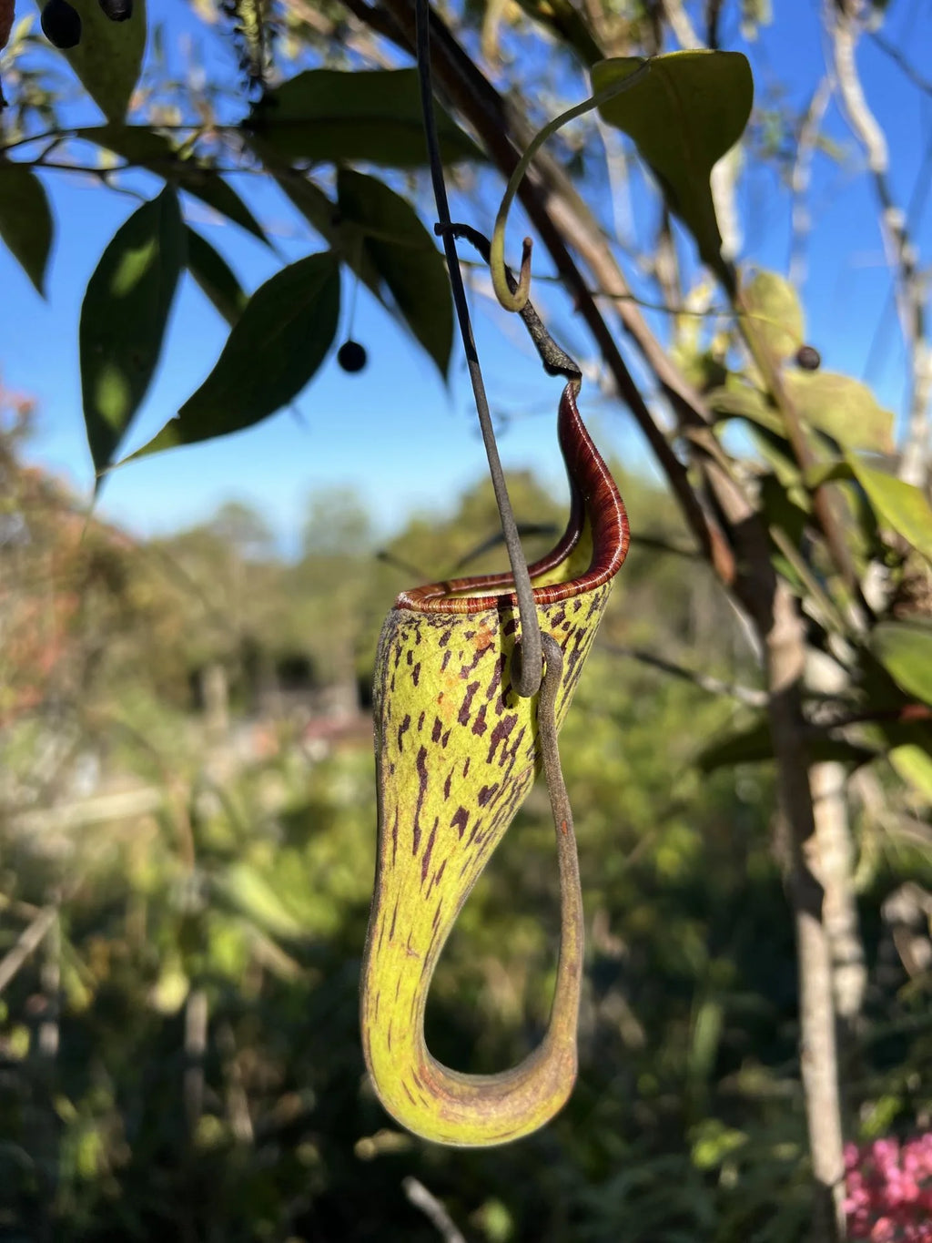 Nepenthes zakriana (was N. fusca) (Tambunan Road) 大森食虫植物農園