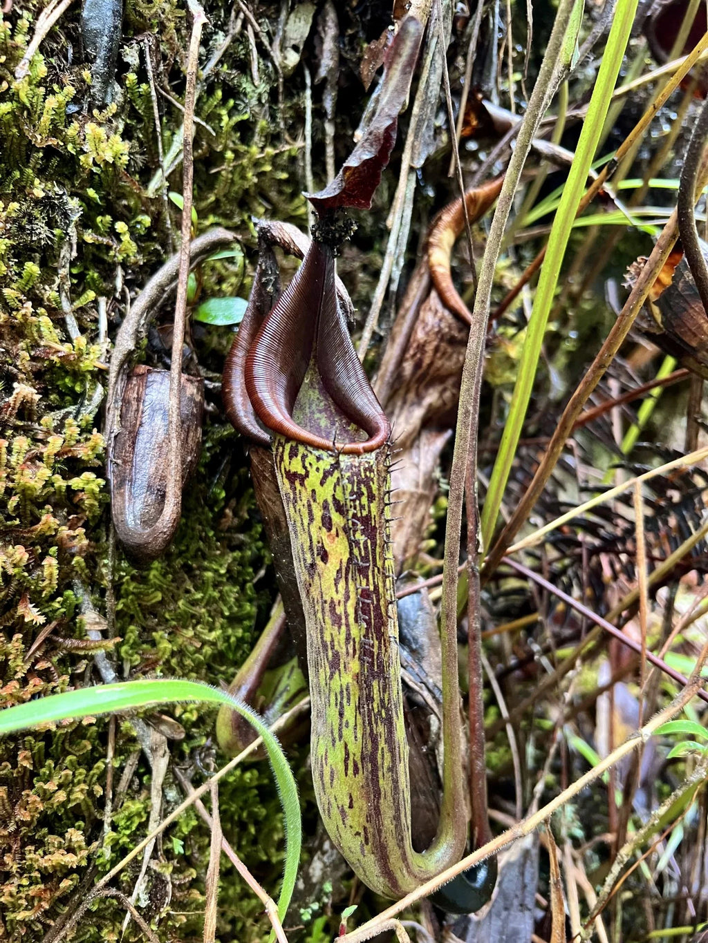 Nepenthes zakriana (was N. fusca) (Tambunan Road) 大森食虫植物農園
