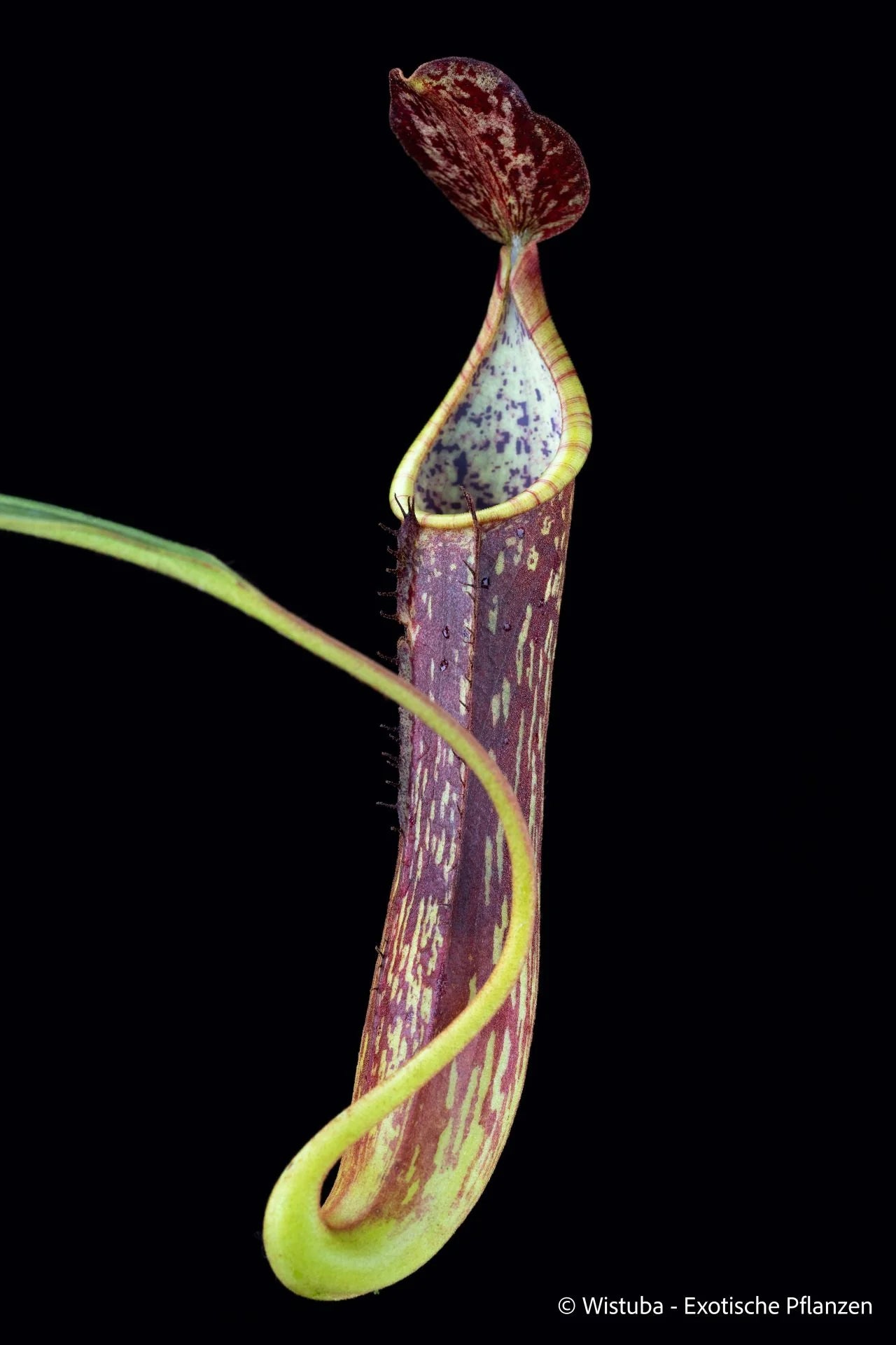 Nepenthes zygon (Mindanao, Philippines) 大森食虫植物農園