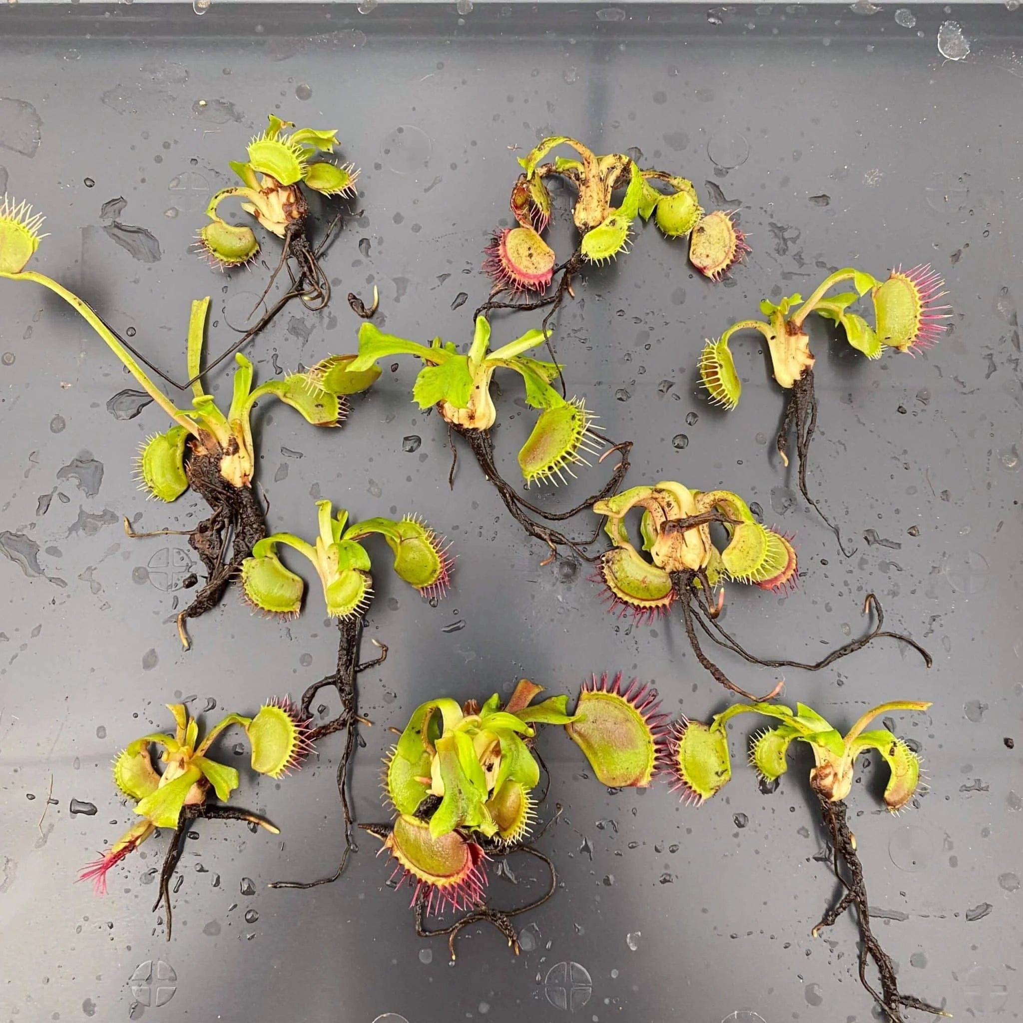 Offer: Dionaea muscipula, 10 plants 大森食虫植物農園