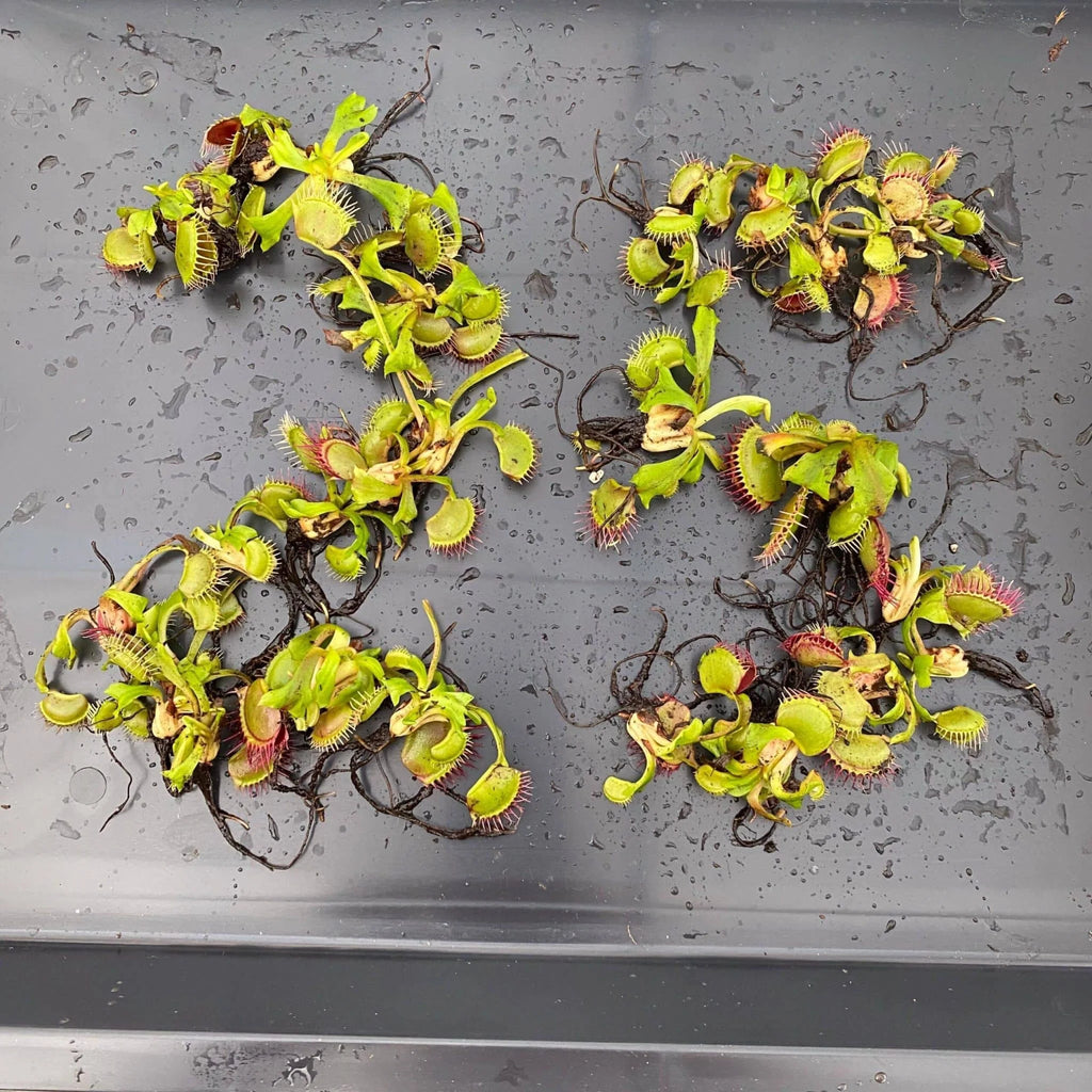Offer: Dionaea muscipula, 25 plants 大森食虫植物農園