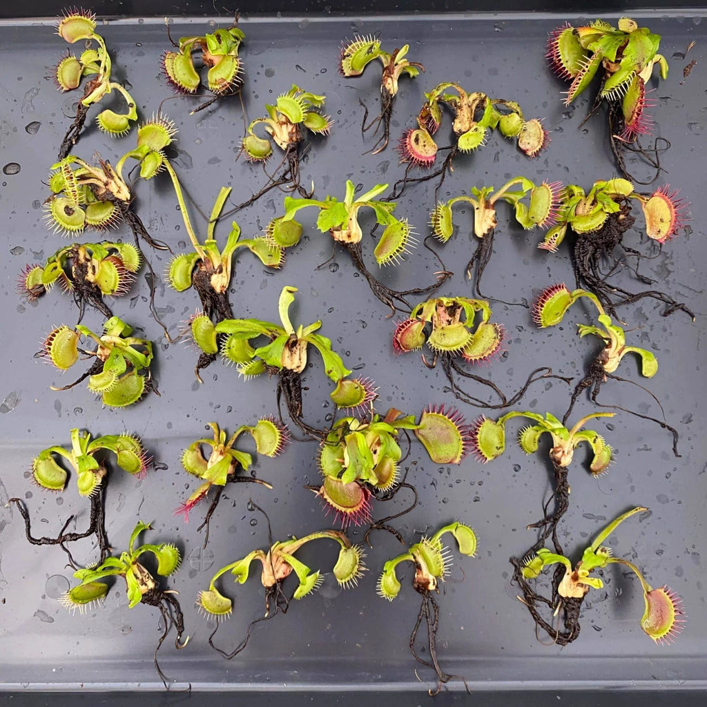 Offer: Dionaea muscipula, 25 plants 大森食虫植物農園