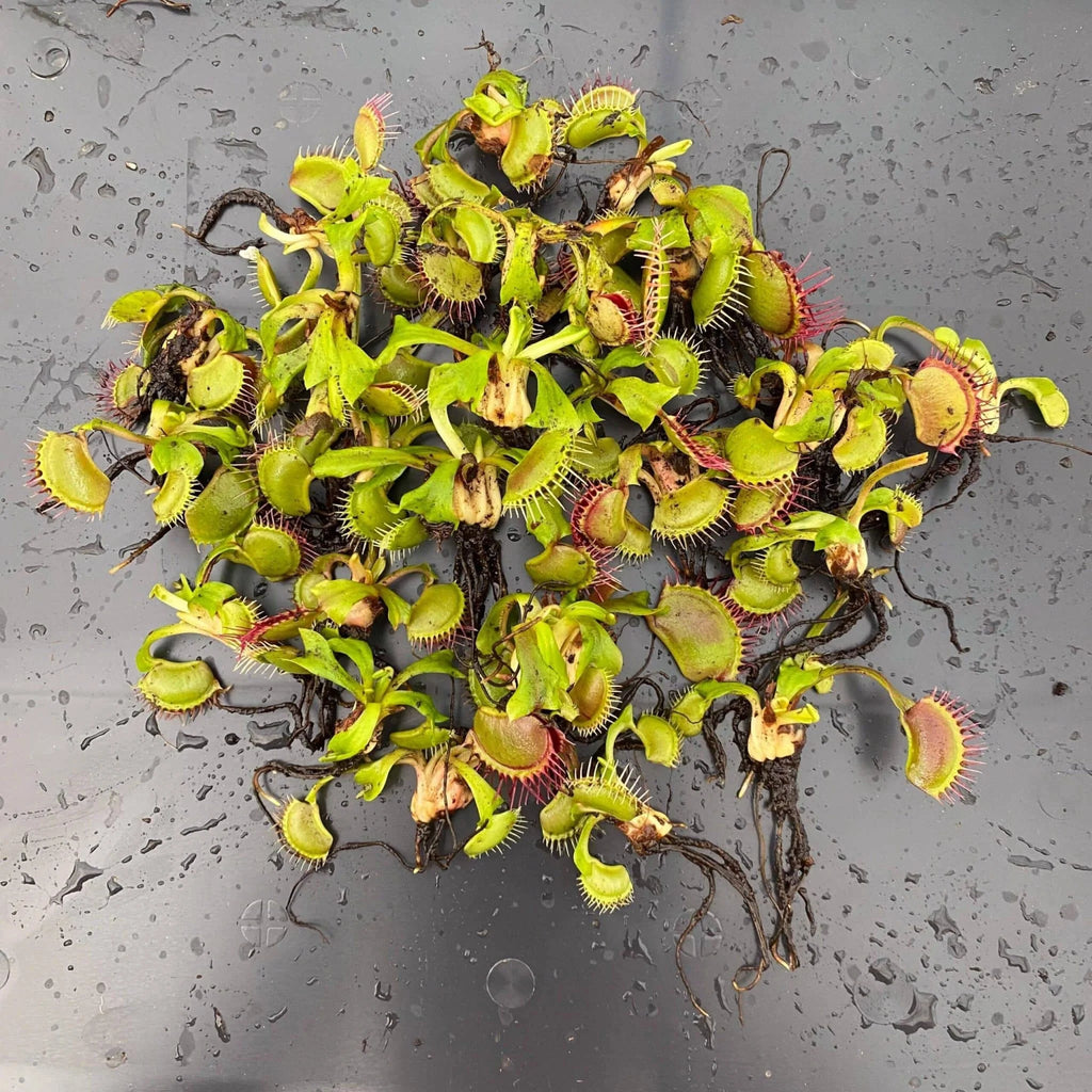 Offer: Dionaea muscipula, 25 plants 大森食虫植物農園