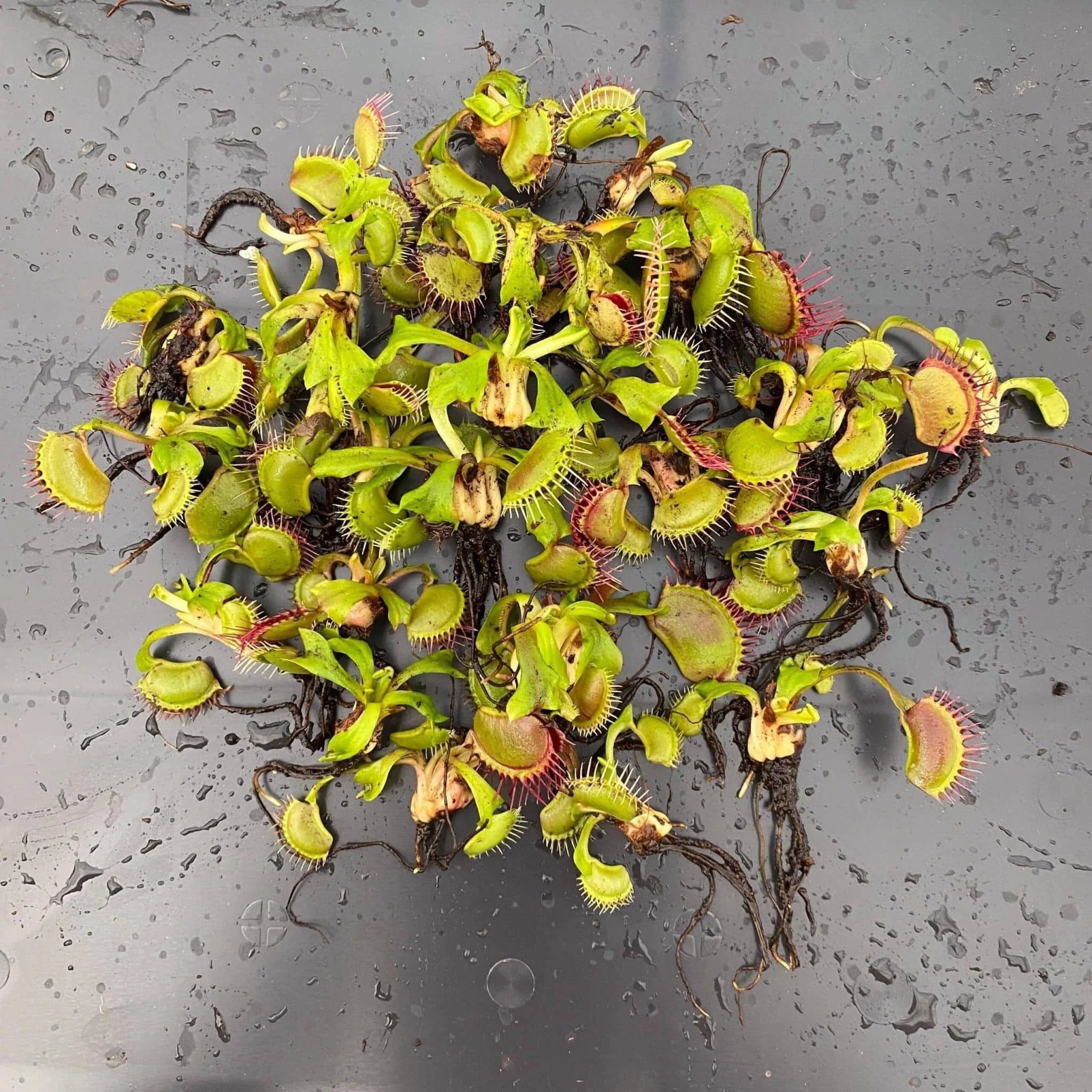 Offer: Dionaea muscipula, 25 plants 大森食虫植物農園
