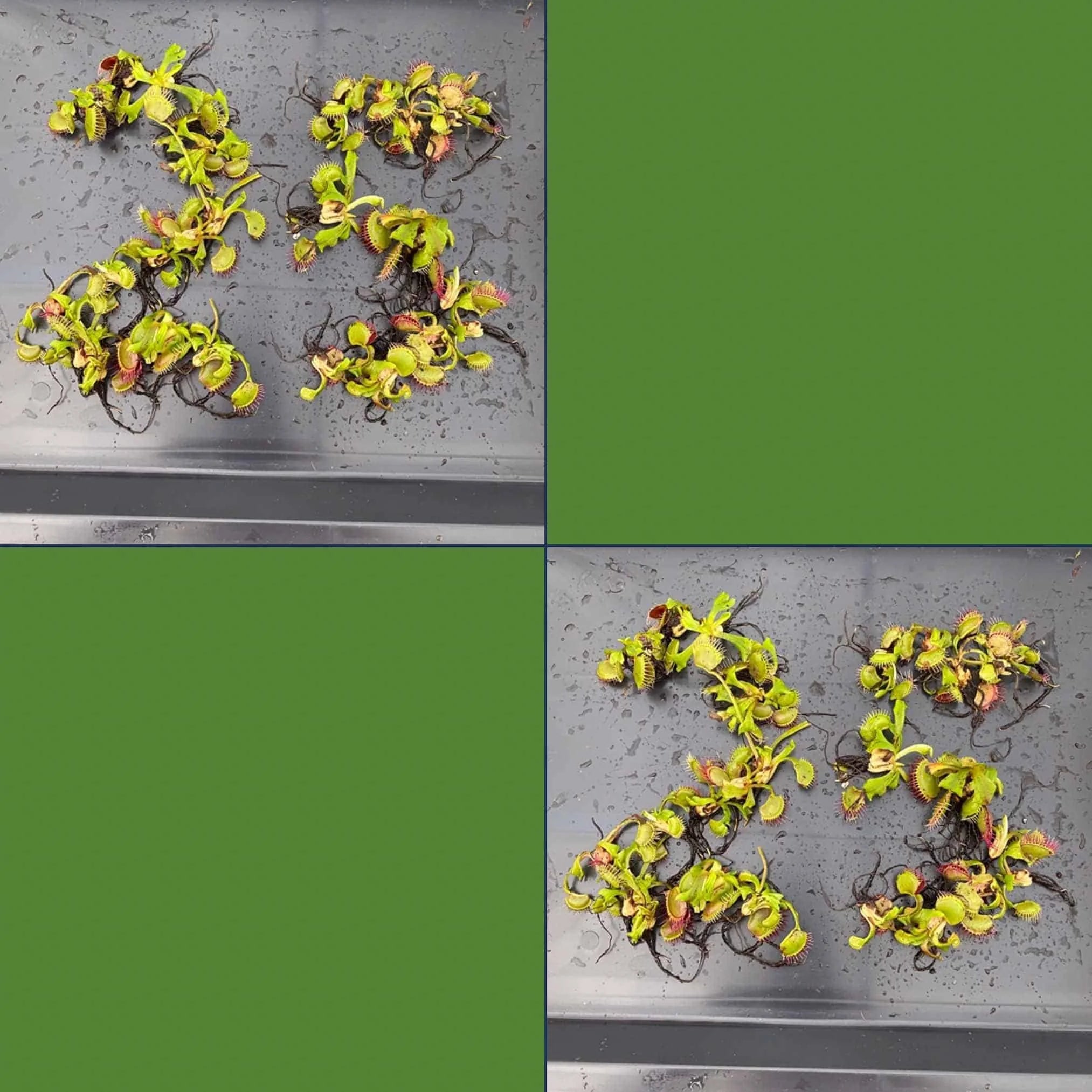 Offer: Dionaea muscipula, 50 plants 大森食虫植物農園