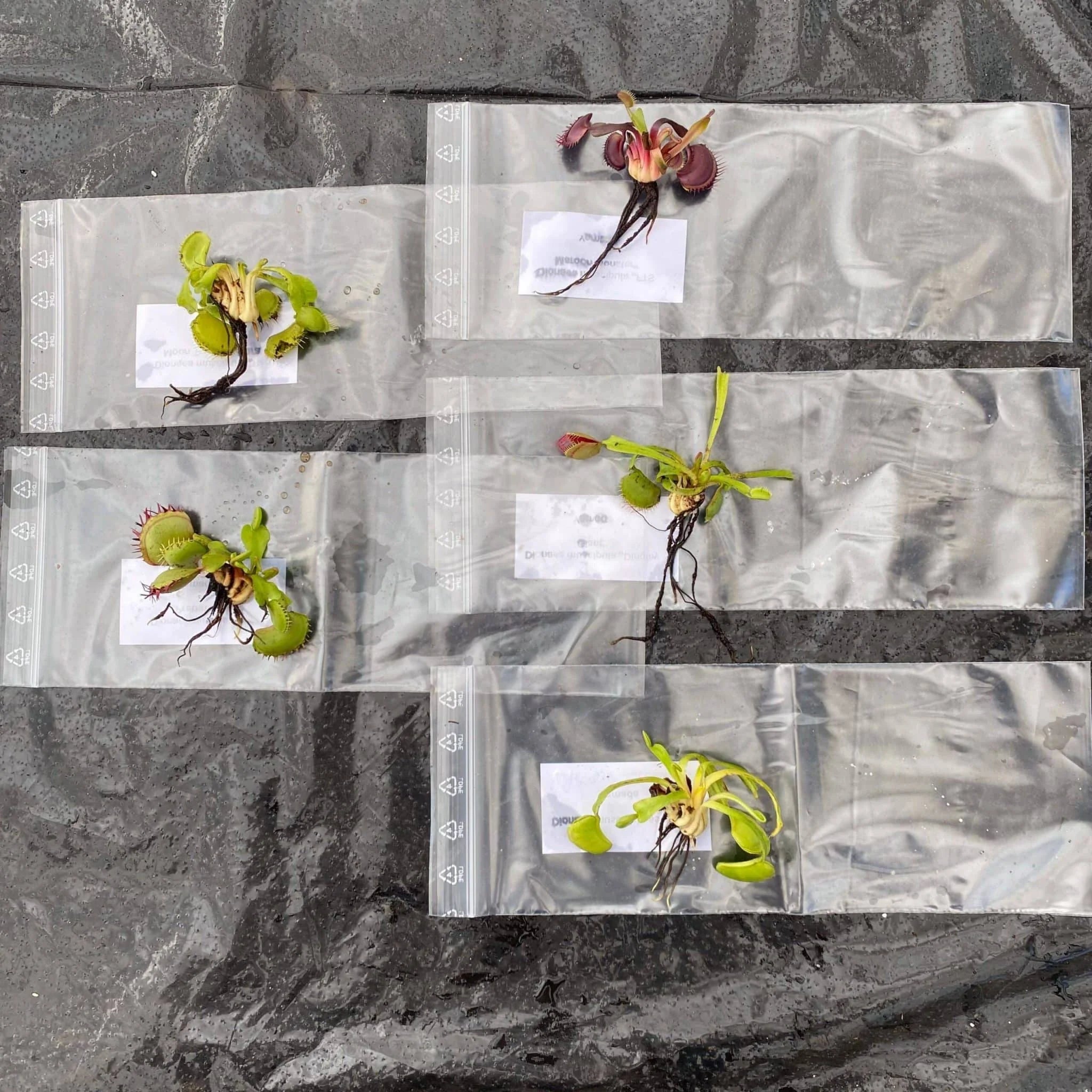 Offer: Dionaea muscipula, 5 different clones which produce giant traps 大森食虫植物農園