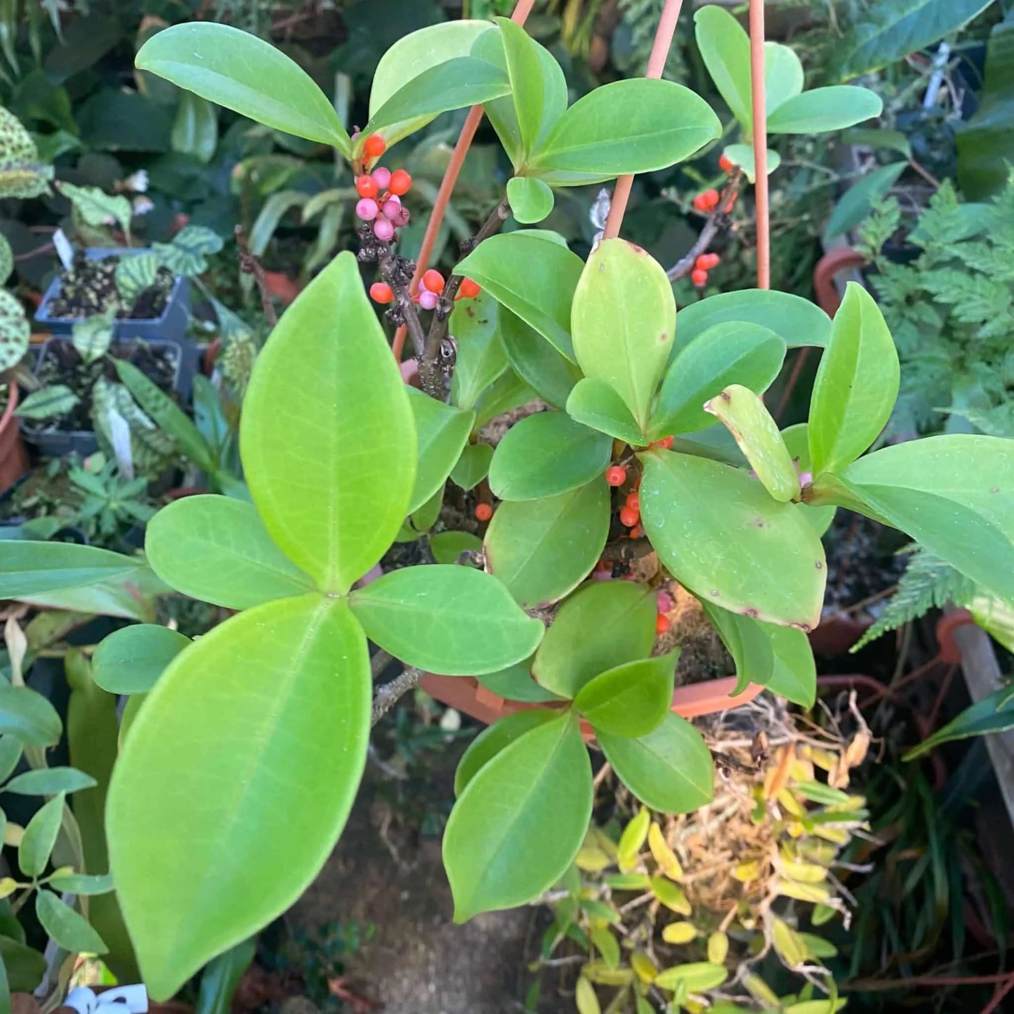 Pachycentria succulenta 大森食虫植物農園
