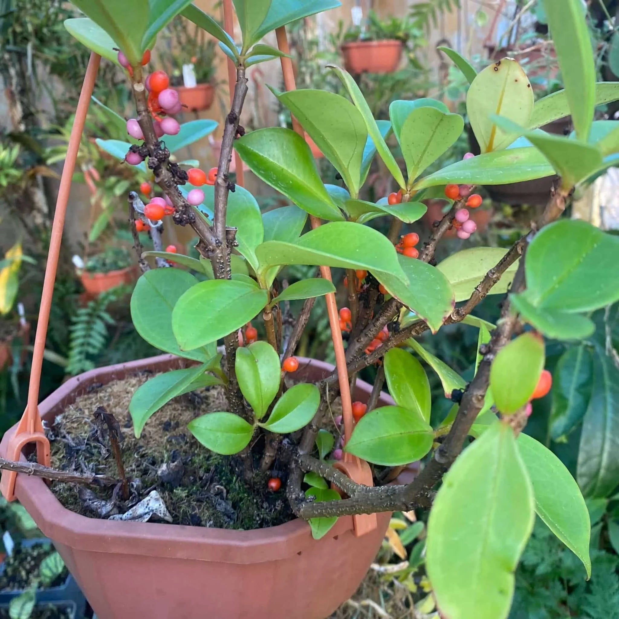 Pachycentria succulenta 大森食虫植物農園