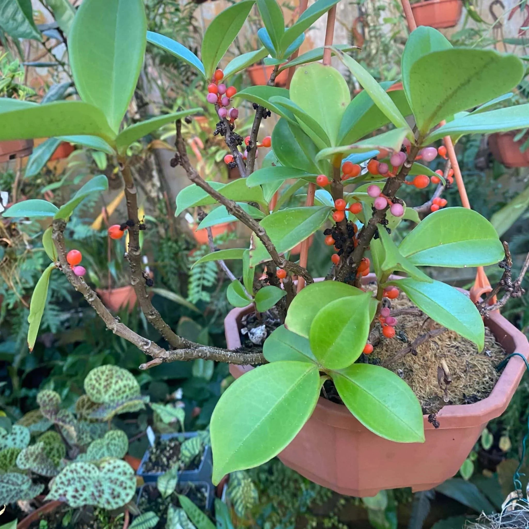 Pachycentria succulenta 大森食虫植物農園
