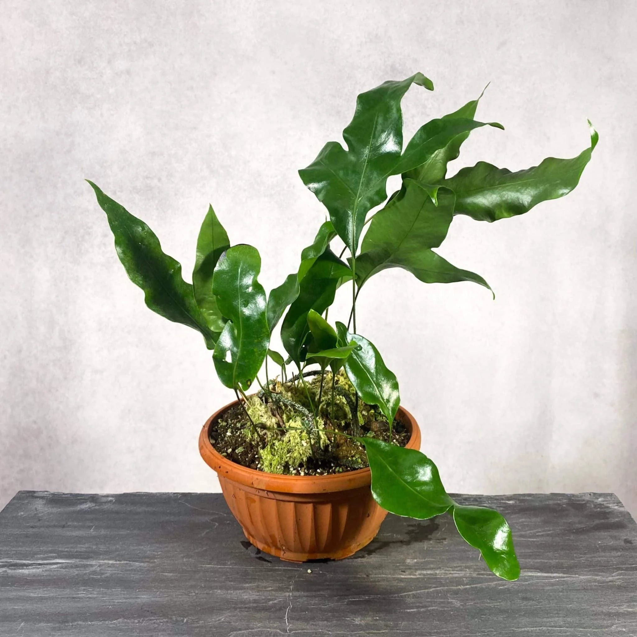 Phymatosorus scolopendria 大森食虫植物農園