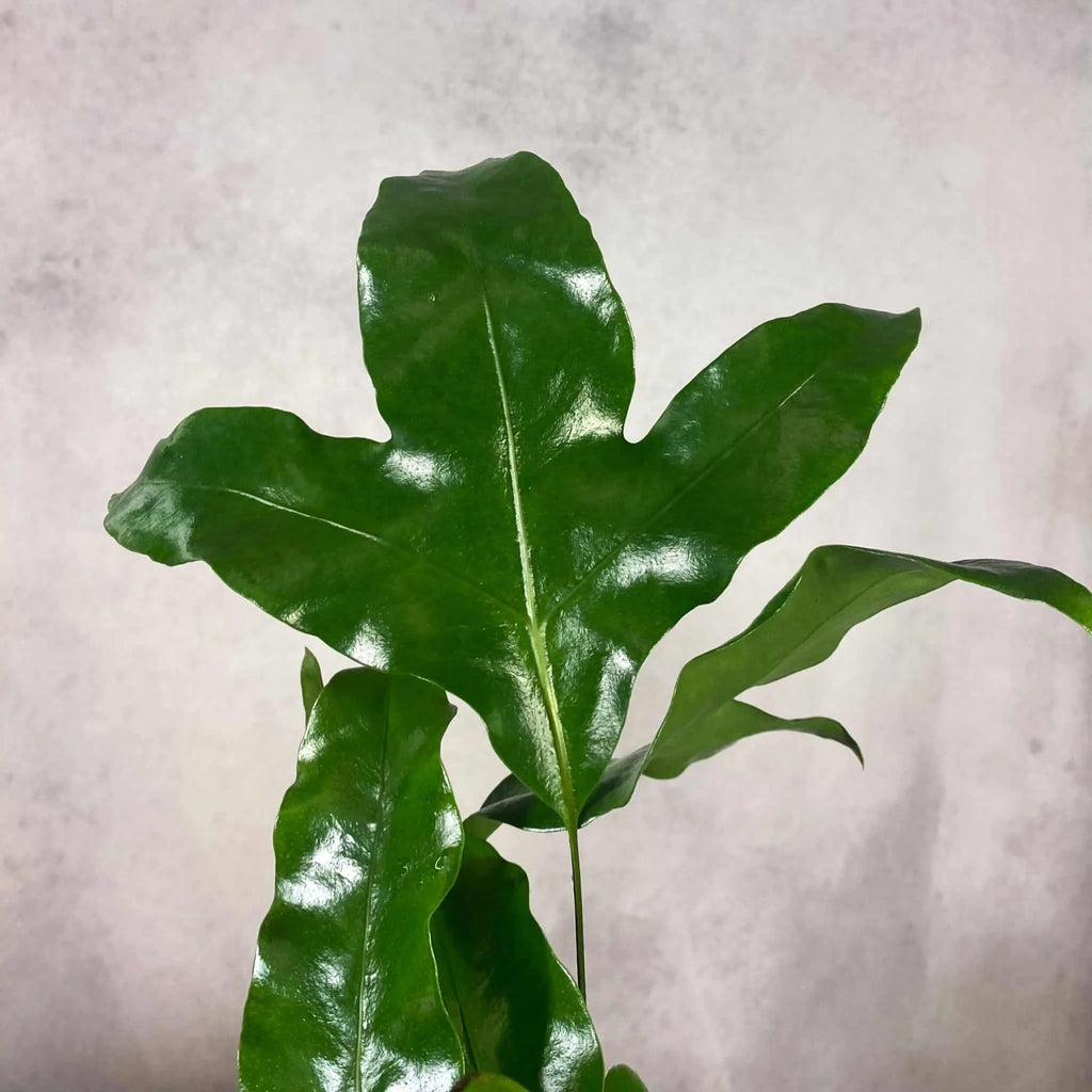 Phymatosorus scolopendria 大森食虫植物農園