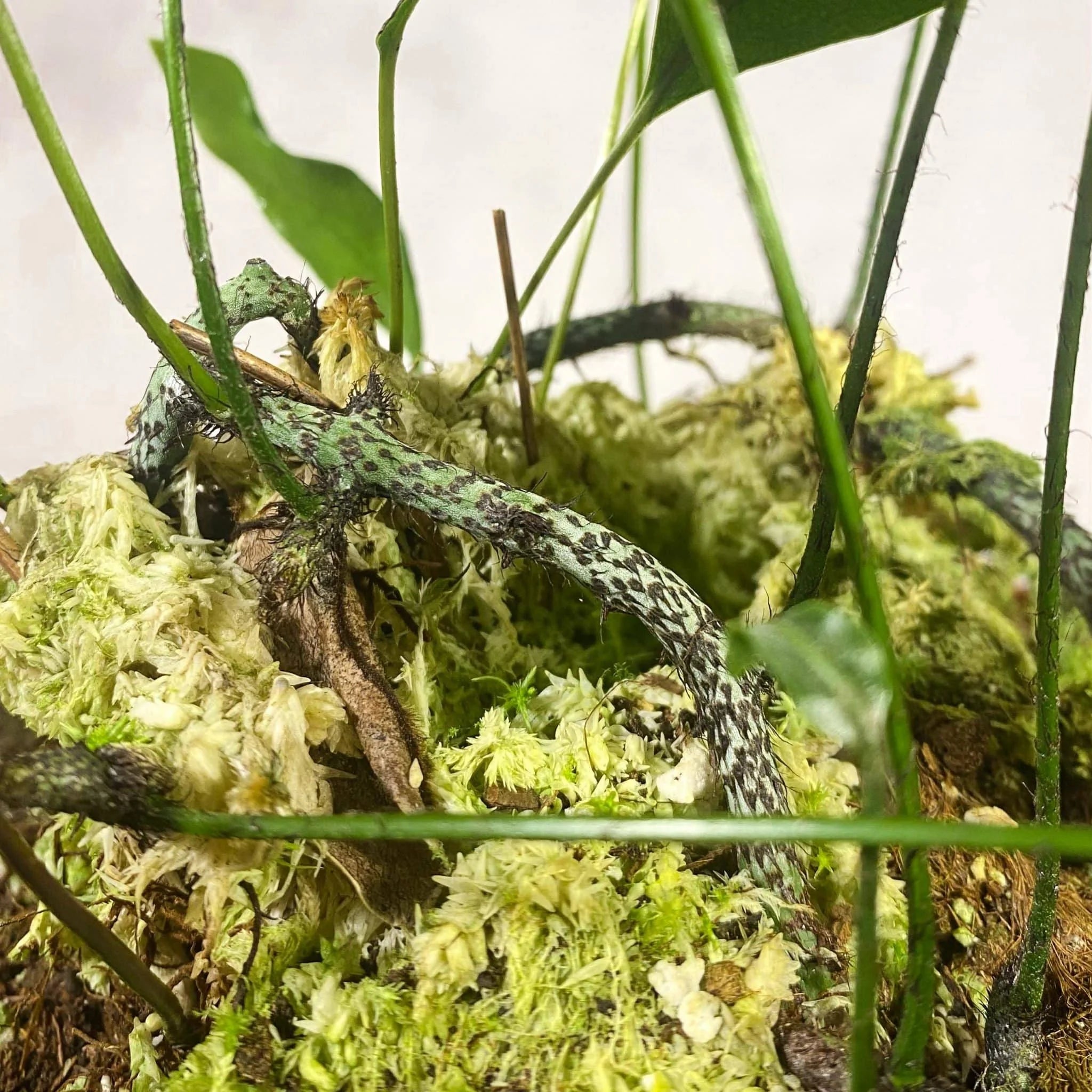 Phymatosorus scolopendria 大森食虫植物農園