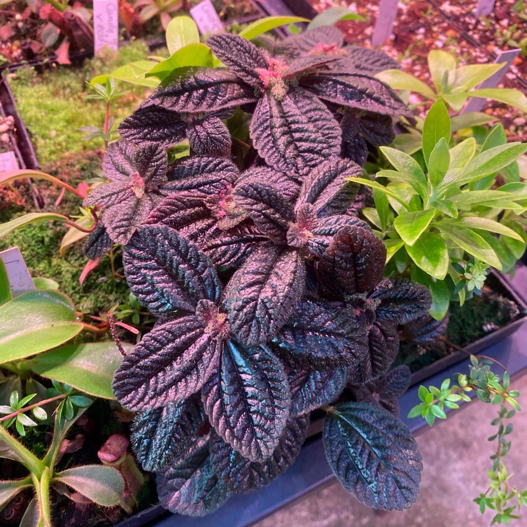 Pilea spec. dark red leaves 大森食虫植物農園