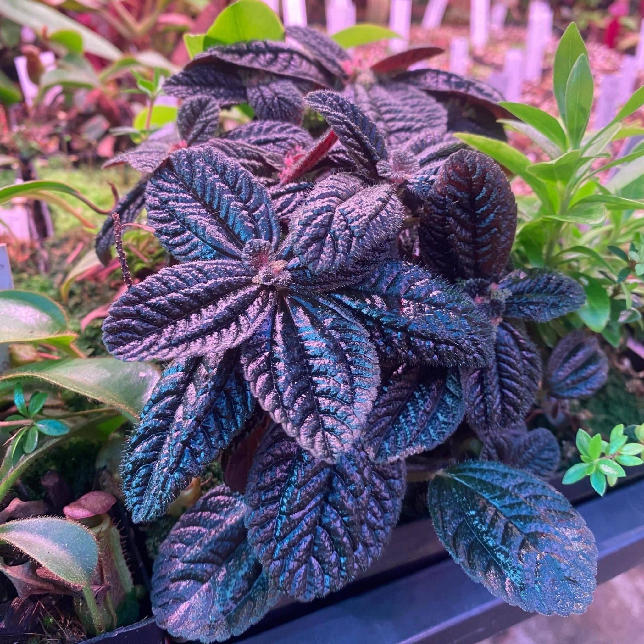 Pilea spec. dark red leaves 大森食虫植物農園
