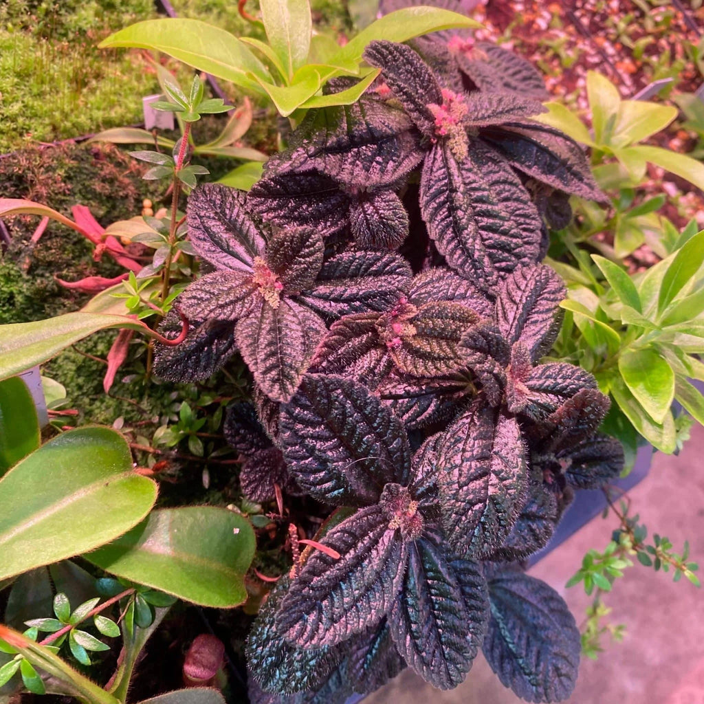 Pilea spec. dark red leaves 大森食虫植物農園