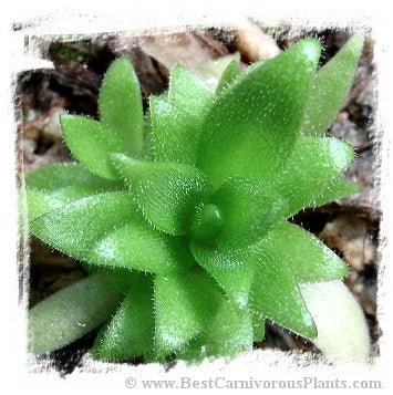 Pinguicula (heterophylla x medusina) x gigantea {white flower} [BCP ID# P680] / 2株の苗 大森食虫植物農園