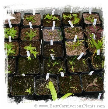 Pinguicula {mix of temperate species} [BCP ID# S180] (50粒の種子) 大森食虫植物農園