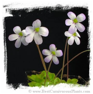 Pinguicula agnata {Baranca de Toliman, Zimapan, Hidalgo, Mexico} [BCP ID # P333, 3079] / 1株の苗 大森食虫植物農園