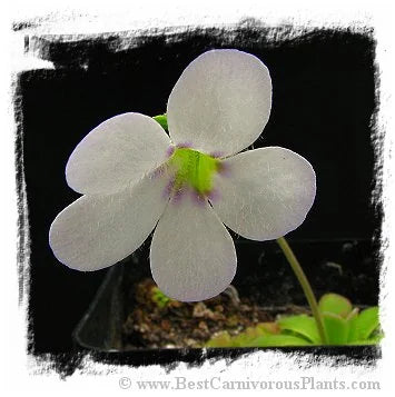 Pinguicula agnata {El Lobo} [BCP ID# P269, P542, 2034, 2210] / 2株の苗 大森食虫植物農園