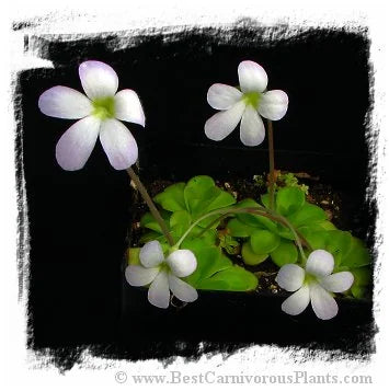 Pinguicula agnata {Zimapan} [BCP ID# P598] / 2株の苗 大森食虫植物農園