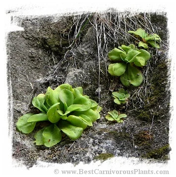 Pinguicula agnata {near Zimapan, Hidalgo, Mexico, 1169 m} [BCP ID# P620] / 1株の苗 大森食虫植物農園