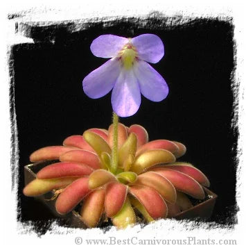 Pinguicula agnata x Pinguicula gypsicola (= P. x Agnicola) [BCP ID# P510] / 2株の苗 大森食虫植物農園