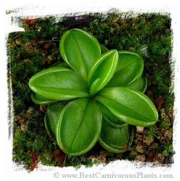Pinguicula antarctica {Puyehue, Chile, 800m} [BCP ID# P381] / 2株の苗 大森食虫植物農園