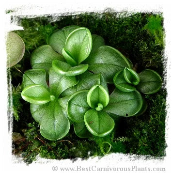 Pinguicula antarctica {Rio Piello, Fundo Lenca, Los Lagos, Chile} [BCP ID# P2874] / 2株の苗 大森食虫植物農園