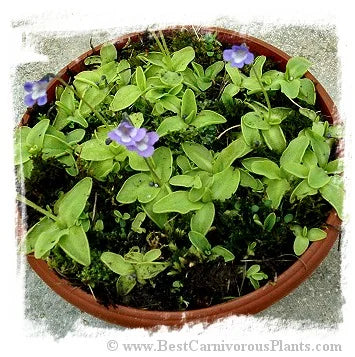 Pinguicula balcanica {Mt. Voras, Greece} [BCP ID# P1344] / 2株の苗 大森食虫植物農園