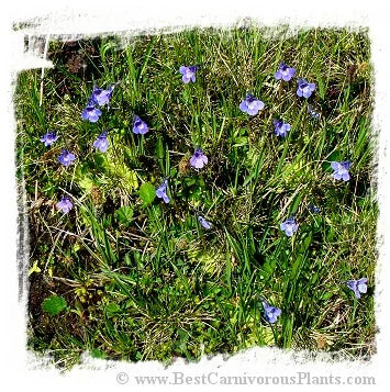 Pinguicula balcanica {Mt. Voras, Greece} [BCP ID# P1344] / 2株の苗 大森食虫植物農園