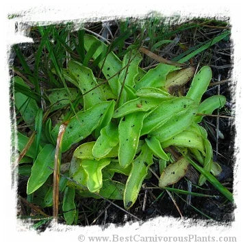 Pinguicula bohemica [BCP ID# P507, P565, P668] / 1株の苗 大森食虫植物農園