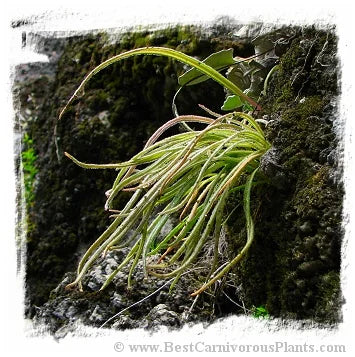 Pinguicula calderoniae {Llano del Conecho, San Luis Potosi, Mexico} [BCP ID# P614, P618] / 2株の苗 大森食虫植物農園