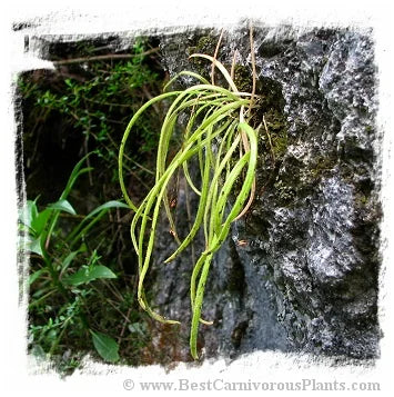Pinguicula calderoniae {Llano del Conecho, San Luis Potosi, Mexico} [BCP ID# P614, P618] / 2株の苗 大森食虫植物農園