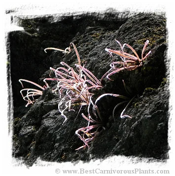 Pinguicula calderoniae {Llano del Conecho, San Luis Potosi, Mexico} [BCP ID# P614, P618] / 2株の苗 大森食虫植物農園